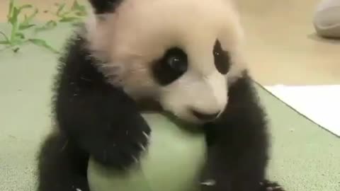 This giant panda is so cute