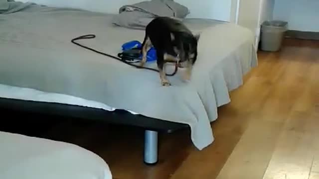 Watch The Dog Hilariously Struggles To Jump Off The Bed