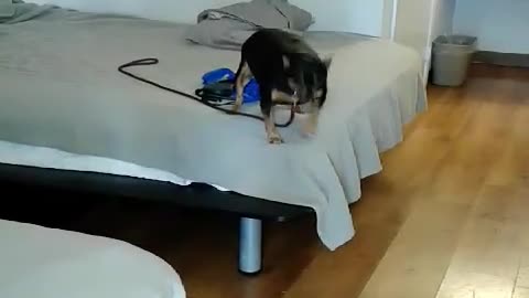 Watch The Dog Hilariously Struggles To Jump Off The Bed