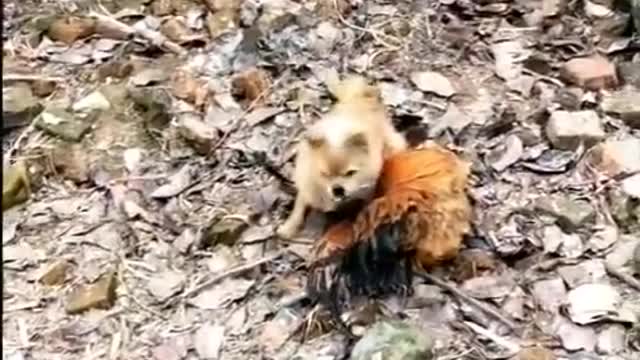 Chicken VS Dog funny fight. Adorable animals fight