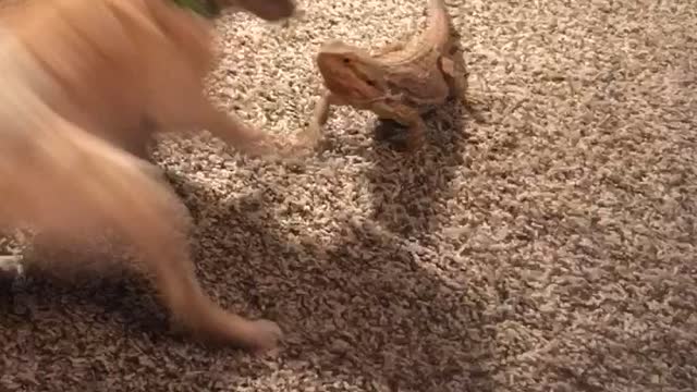 Beardie loves his furry sister