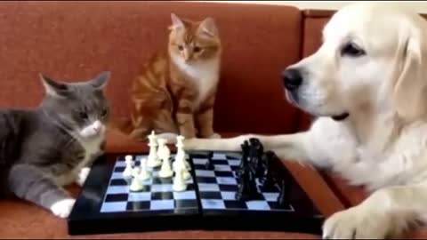 Cats and Dog Playing chess.