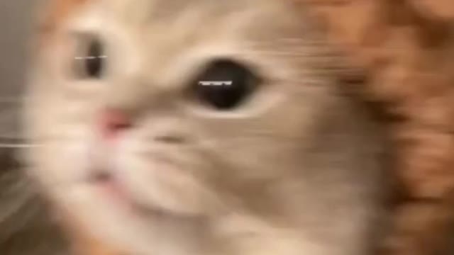 funniest animals