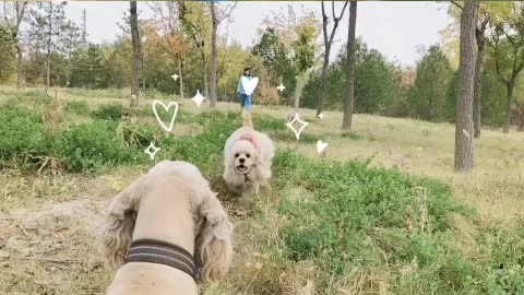 The puppy's golden hair was shining like it had just been oiled