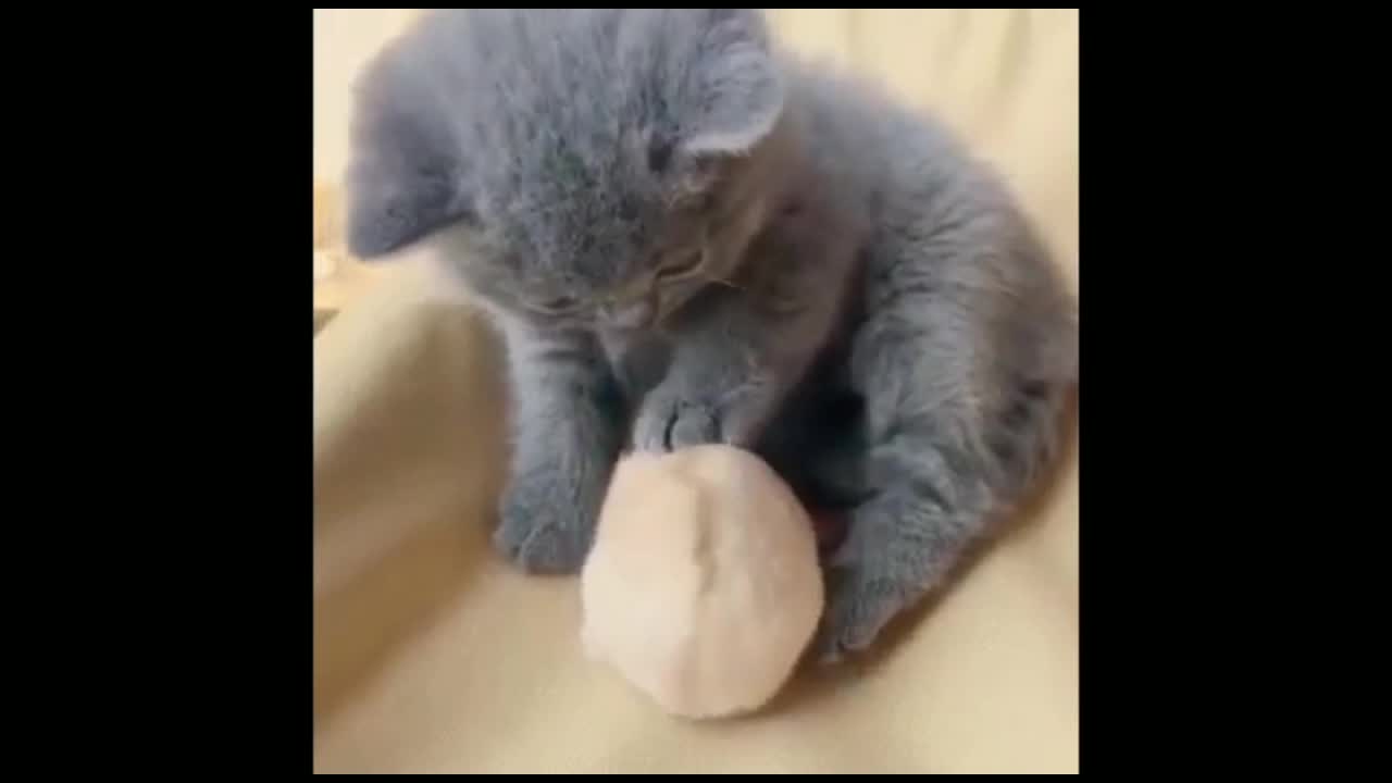 Cat playing with mouse funny cat video