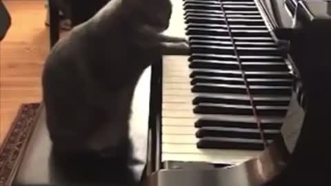 Tom and Jerry in real life playing a piano 🎹