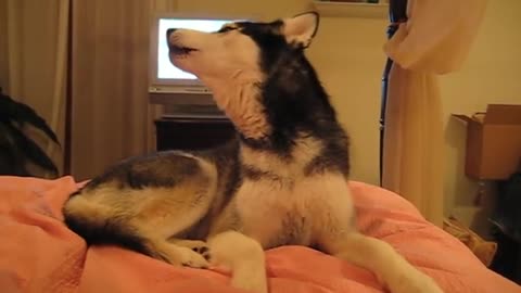 Husky Dog Talking - " I love you "