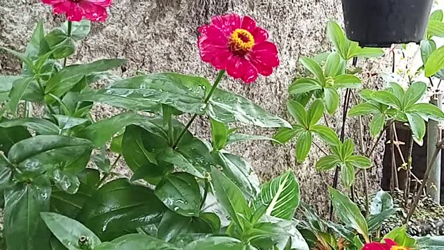 I FOUND A BEAUTIFUL FLOWER IN THE HOUSE NEXT DOOR