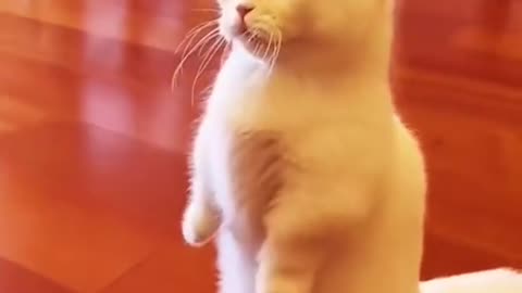 Funny cat standing🤣🤣🤣