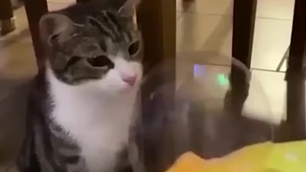 Funny animals video