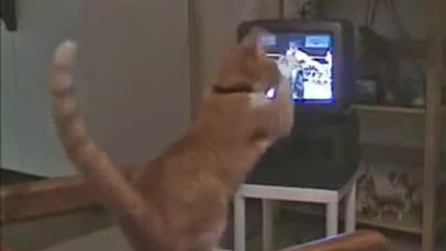 The cat is so funny cat is dancing must watch!!