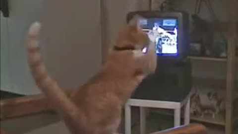 The cat is so funny cat is dancing must watch!!