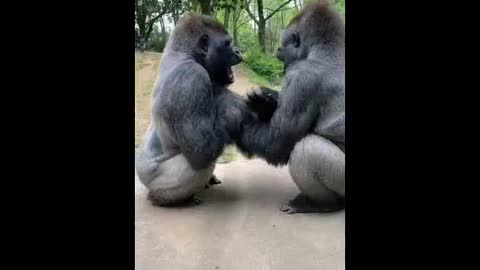 Funny Gorilla