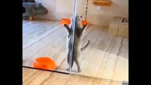 Funny Cat Dance