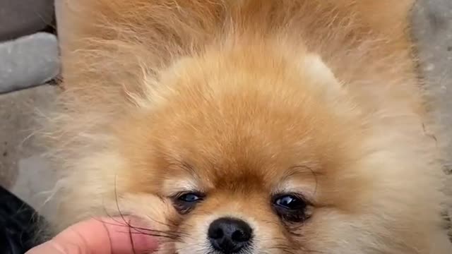 Two Small Dogs Outside || Dogs caring videos