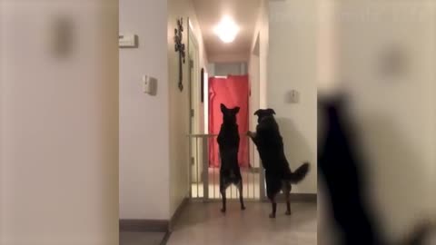 🤣 Funniest 🐶 Dogs And 😻 Cats - Try Not To Laugh - Funny Pet Animals' Life 😇