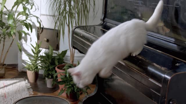 A Cat Is Jumping Down On A Piano