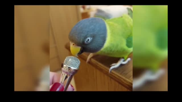 Parrot short video ll #shorts