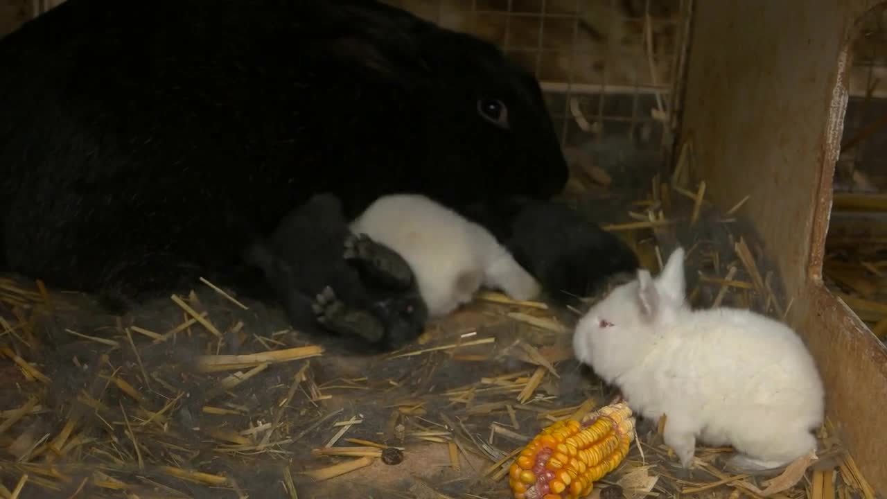 Rabbits in cage at farm. Black mother rabbit and baby rabbits sitting in cage at farm.