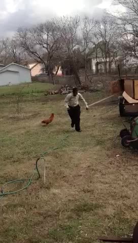 Teen Chased Away by Rooster