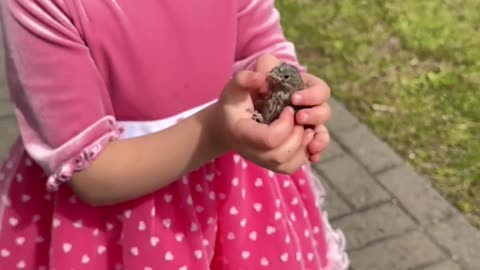 Funny cats video
