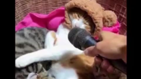 Cat and Dog funny video | Footage No Copyright | Funny animals - Funny animal videos