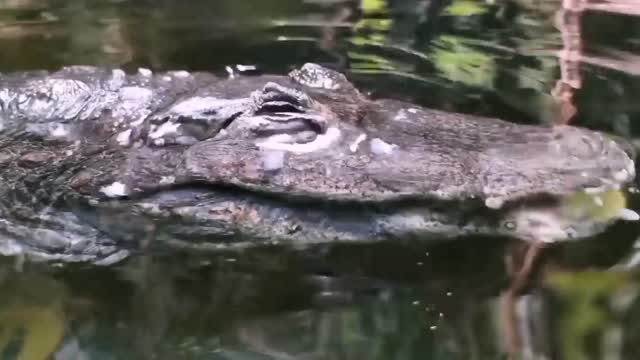 alligator eye