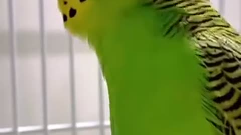 Budgie sound to make them sing!