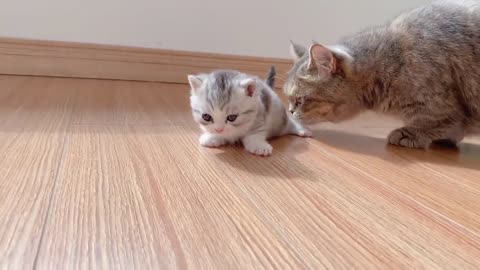 Dwarf cats learn to walk