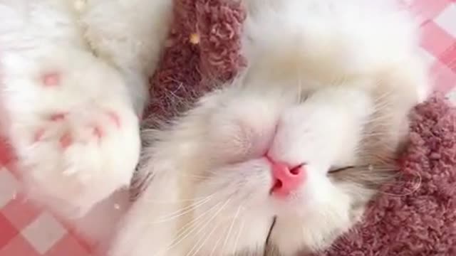 Cute Cats - Cute and Funny Cat Videos Compilation 20