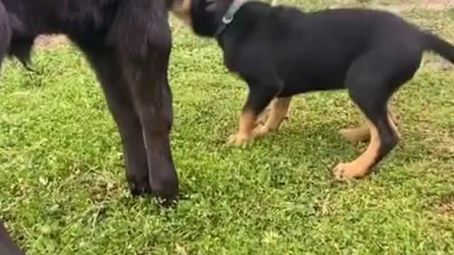 Dog is funny.