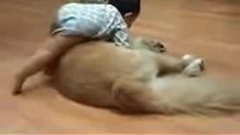 funny videos of dog vs baby