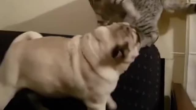 Dog unsuccessfully attacks cat! Legendary comeback!