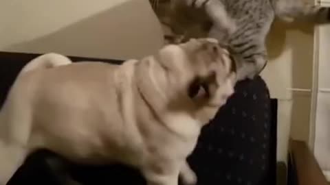 Dog unsuccessfully attacks cat! Legendary comeback!