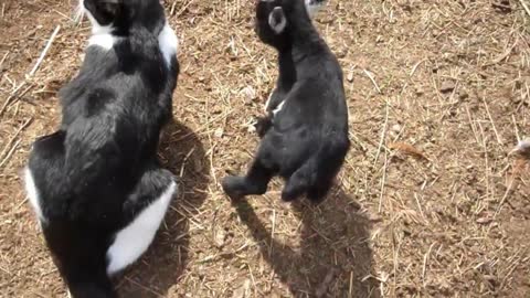 Pequeña cabra bebé se acerca a un amigable gato