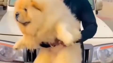 World health lessons dog