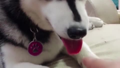 Criticize it, look at its angry expression