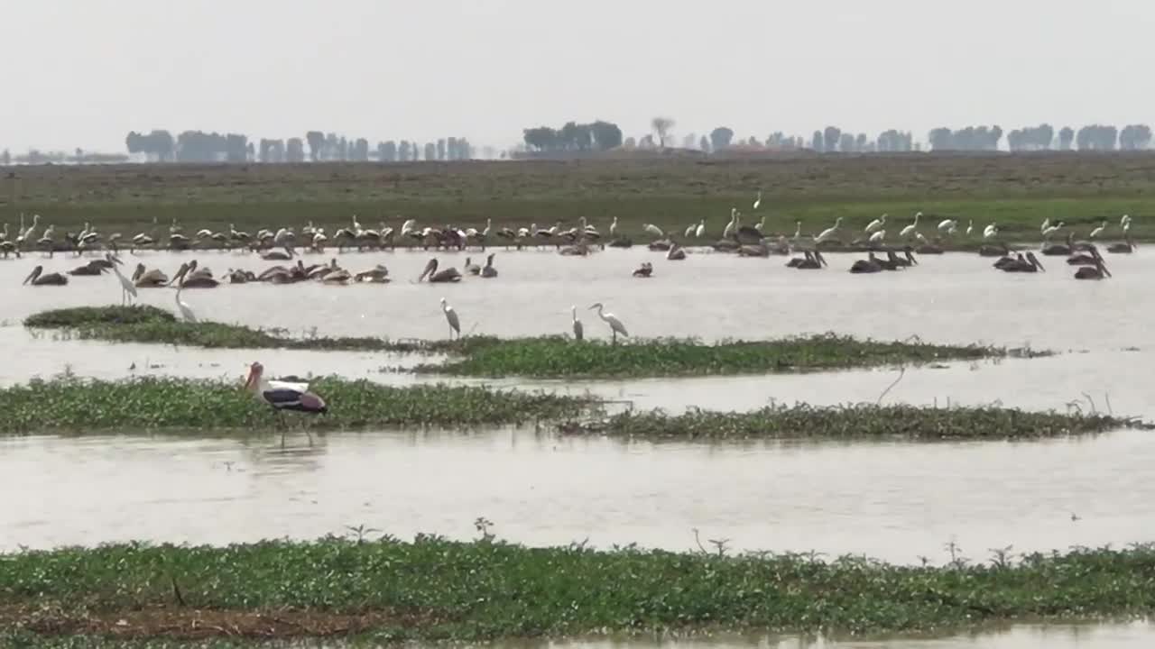 Birds finding fish food