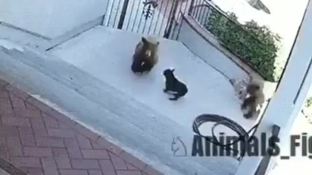 This brave dog fights off two grizzly bears🐶🐶look at this video..brave dog