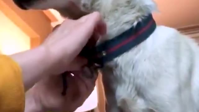 5 Dogs Were Rescued From A Farm… And She Was The Most...