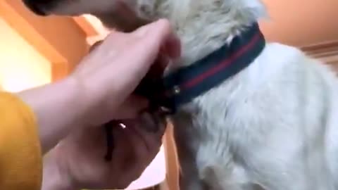 5 Dogs Were Rescued From A Farm… And She Was The Most...