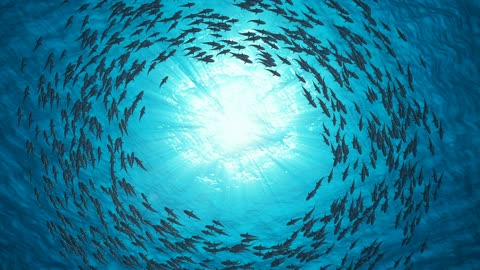 Sharks swim in a circle.