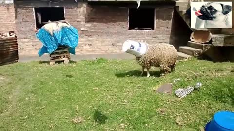 Funny sheep attacking people 6