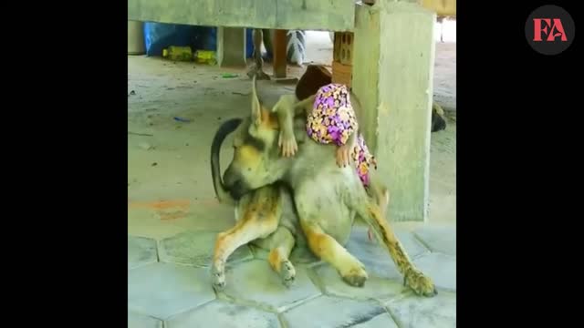 Funny Monkey Video-