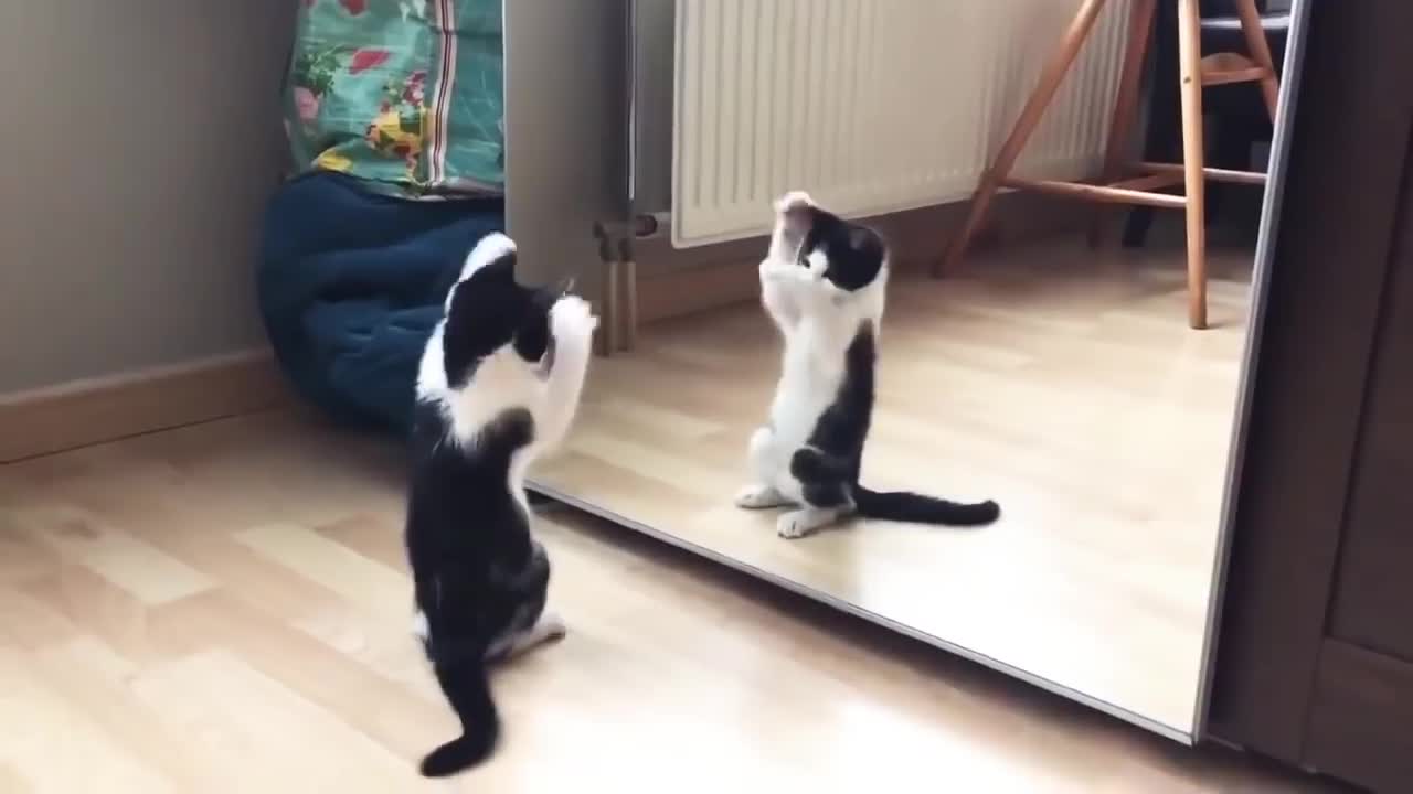 Cute cat Funny mirror video