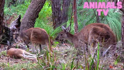 The Kangaroo
