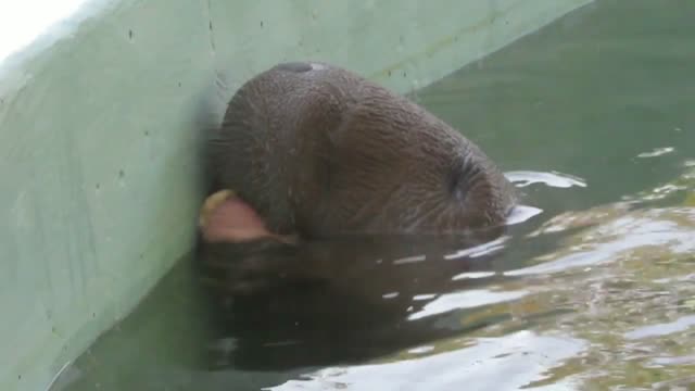 Funny rescued manatee savors tasty banana