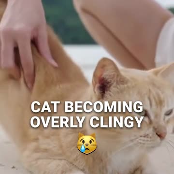 Should I Worry About Cat Rubbing Behavior_