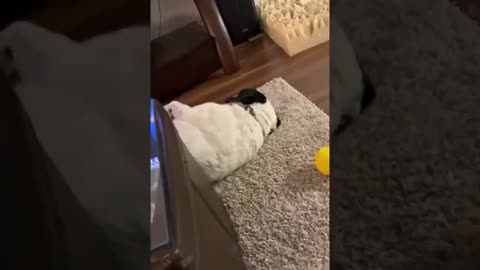 Funny animals that make you laugh before you watch it
