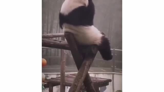 Panda 🐼 sad mode /pandas expressions